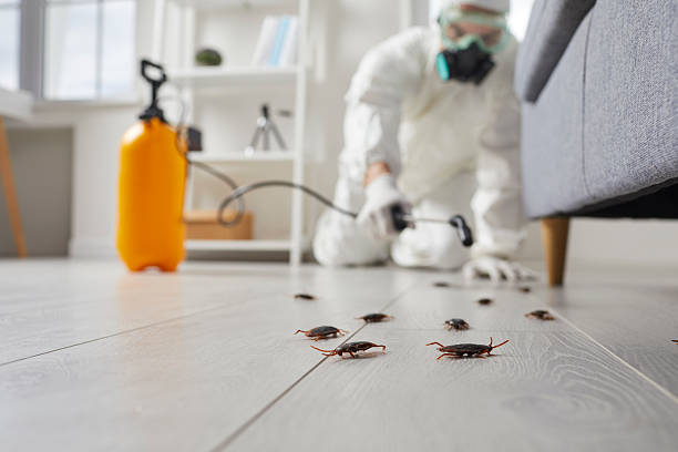 Trusted Rodent Control service in Las Vegas, NM - Nex Pest Control